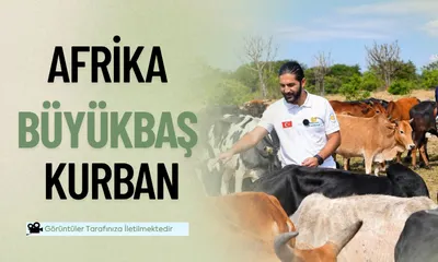 Büyükbaş - Afrika Ülkeleri (Çad, Nijerya, Tanzanya, Uganda)